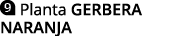  Planta GERBERA NARANJA