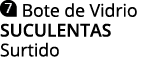  Bote de Vidrio SUCULENTAS Surtido
