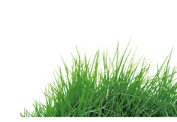 grass