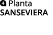  Planta SANSEVIERA