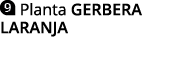  Planta GERBERA LARANJA