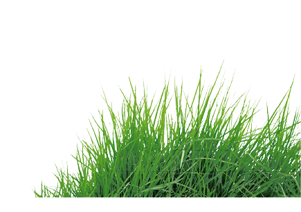 grass