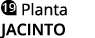  Planta jacinto