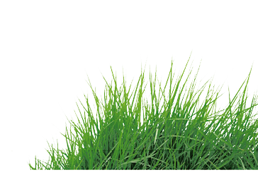 grass
