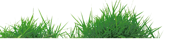 grass