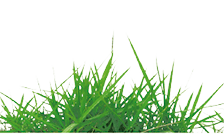 grass