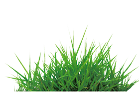grass