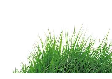 grass