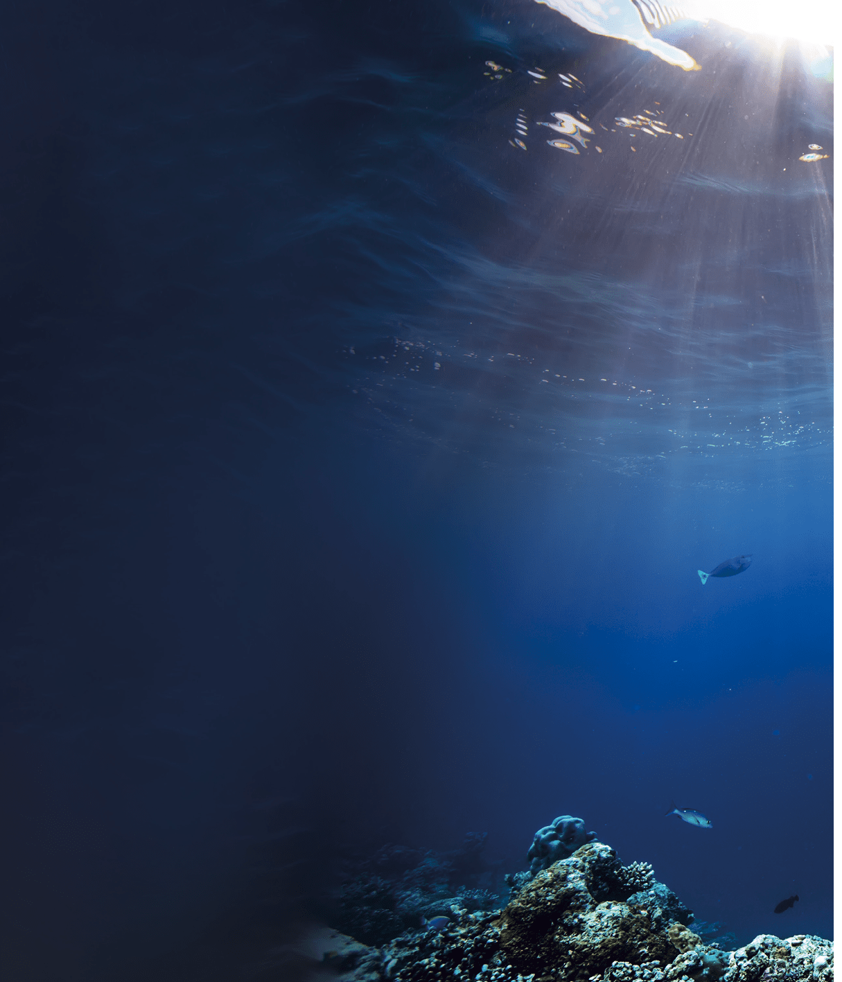 Underwater wildlife with animals, Divers adventures in Maldives  Sea turtle floating over beautiful natural ocean background  Coral reef lit with sunlight trough water surface 