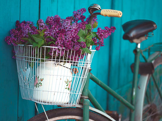 spring in the village. bicycle basket with a bouquet of lilacs. spring mood