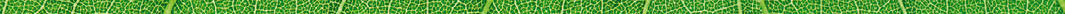 it is horizontal green leaf texture for pattern and background.