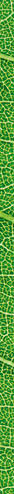 it is horizontal green leaf texture for pattern and background.
