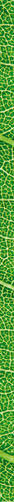 it is horizontal green leaf texture for pattern and background.
