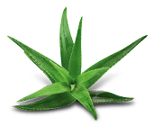 Aloe vera plant isolated on white.