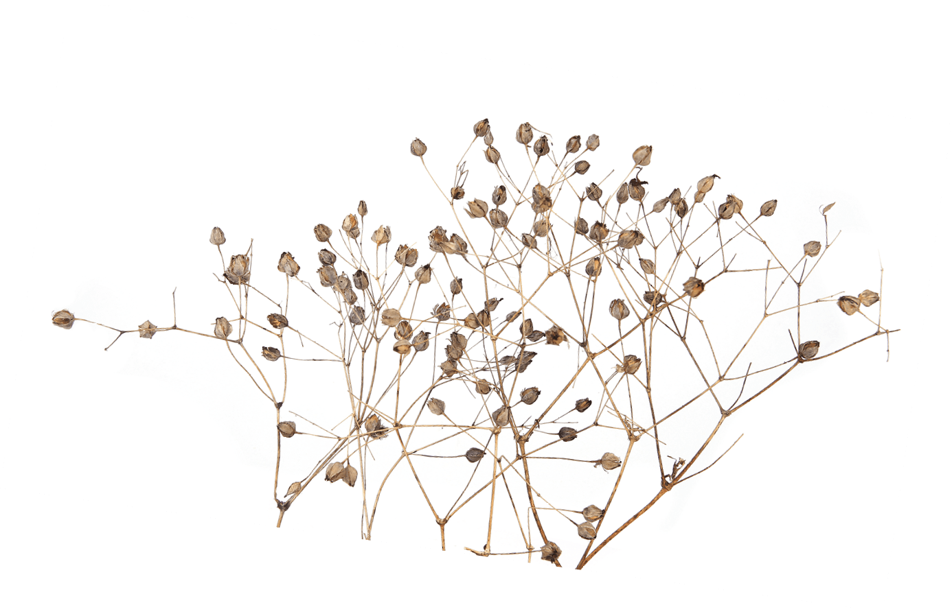 Dried meadow plants isolated on white background. Wild herbs, grasses or flowers in autumn and winter. 