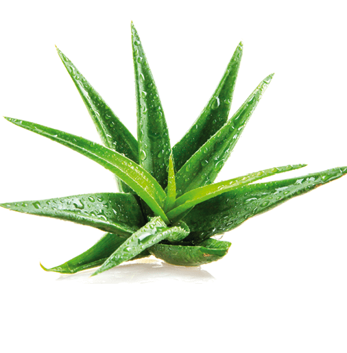 Aloe vera plant isolated on white background.