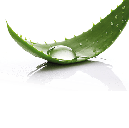 High - resolution, photorealistic clip art of a [aloe vera], isolated on a clean [white] background Generative AI