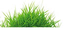 grass
