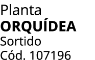 Planta Orqu dea Sortido C d. 107196