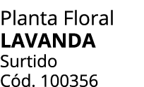 Planta Floral LAVANDA Surtido C d. 100356