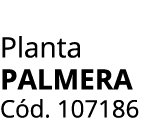 Planta PALMERA C d. 107186