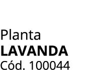 Planta LAVANDA C d. 100044