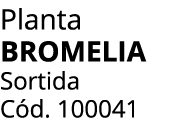 Planta BROMELIA Sortida C d. 100041