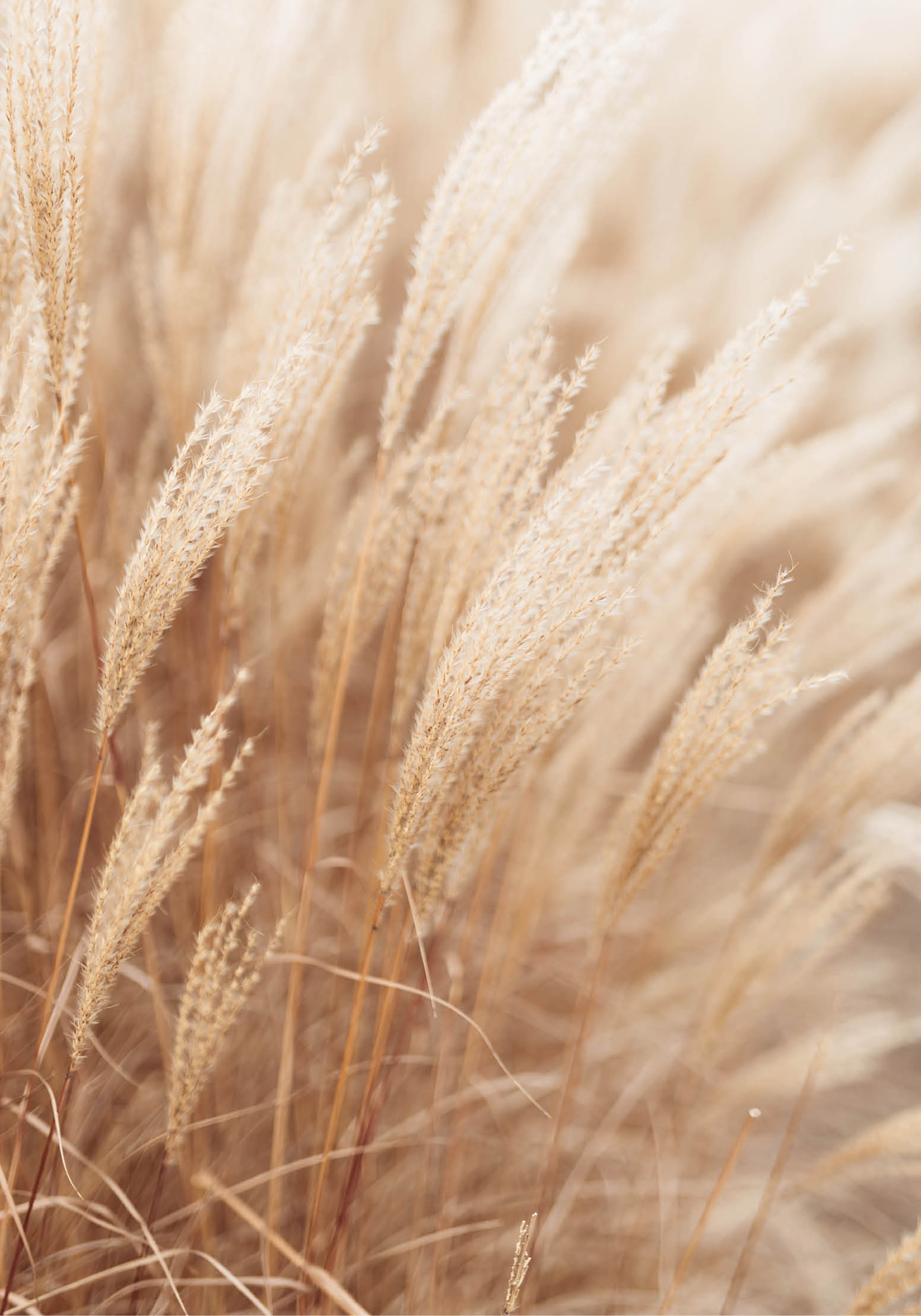 Abstract natural background of soft plants Cortaderia selloana. Frosted pampas grass on a blurry bokeh