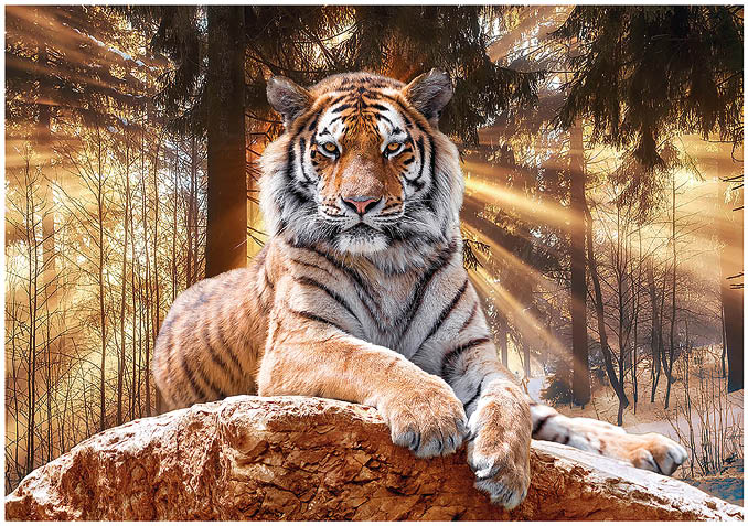 A tiger basks under the rays of the spring sun.