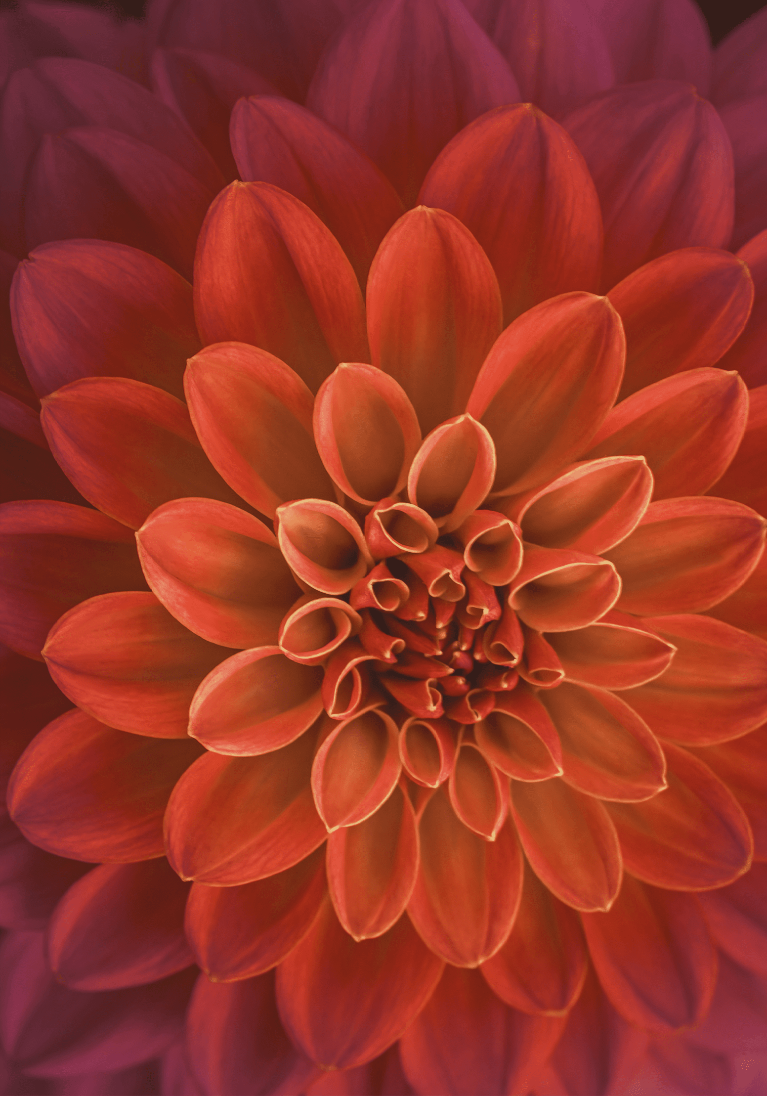 Pink and purple dahlia petals macro, floral abstract background. Close up of flower dahlia for background, Soft focus.