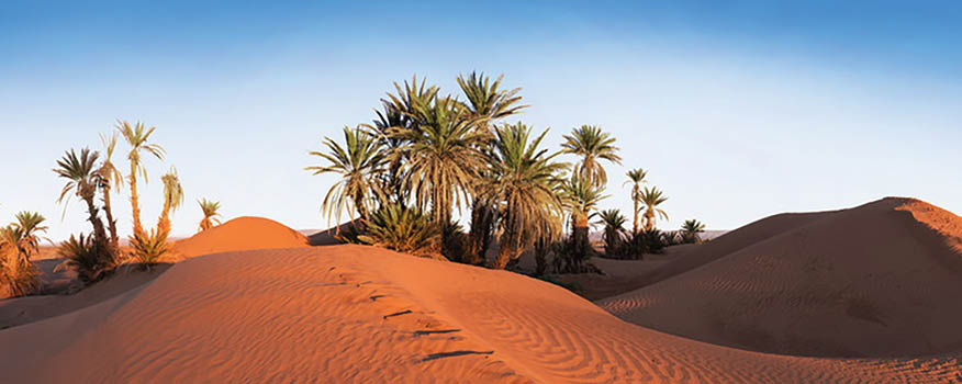 Trees on the Sahara desert, Merzouga, Morocco