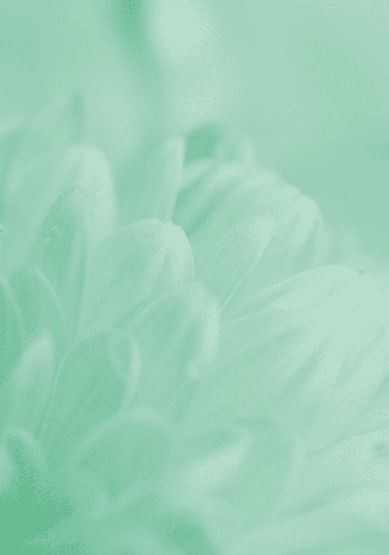 Blurred silhouettes of petals of beautiful white flowers toned in the turquoise color (copy space for your text), soft focus, springtime concept
