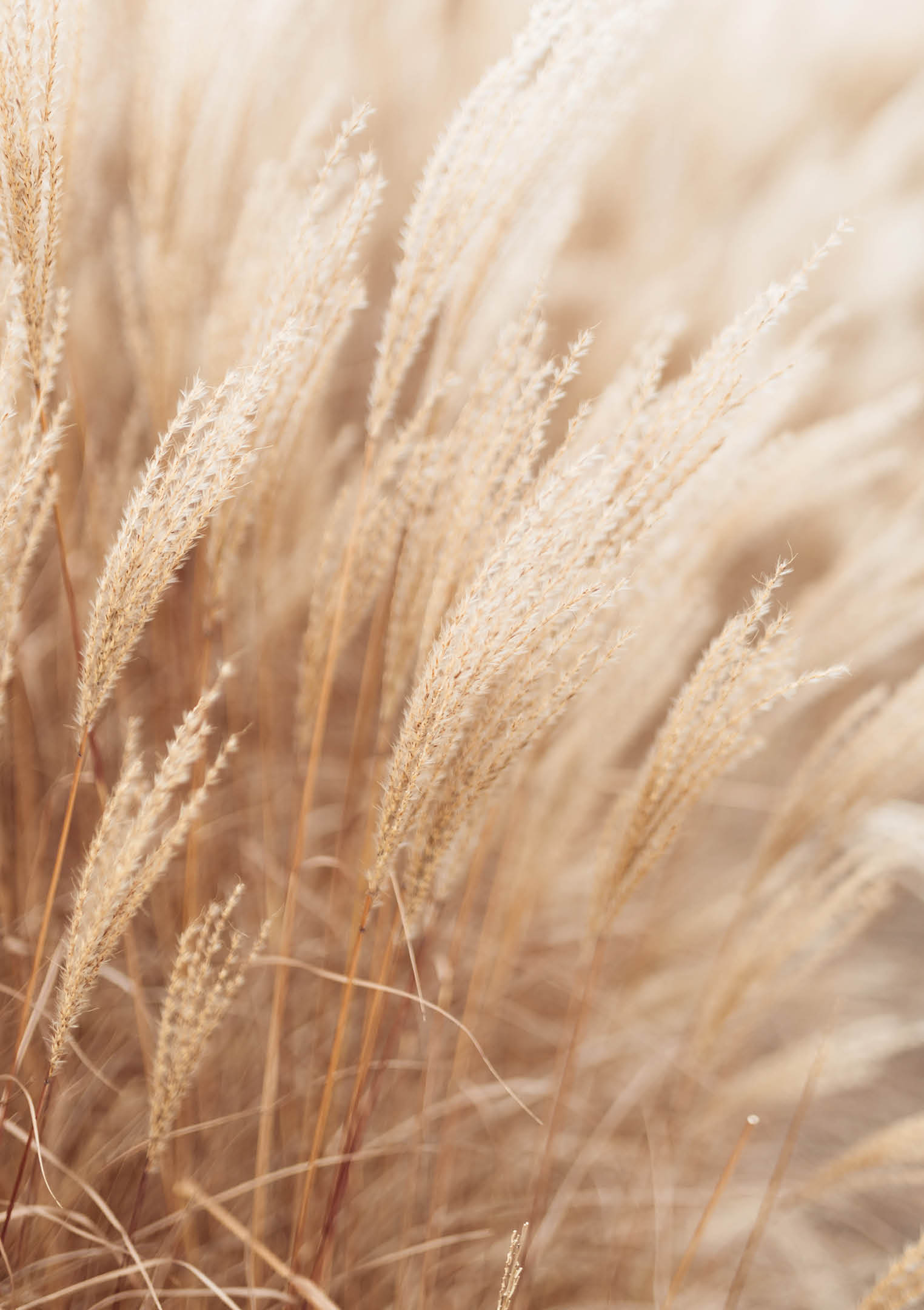 Abstract natural background of soft plants Cortaderia selloana. Frosted pampas grass on a blurry bokeh