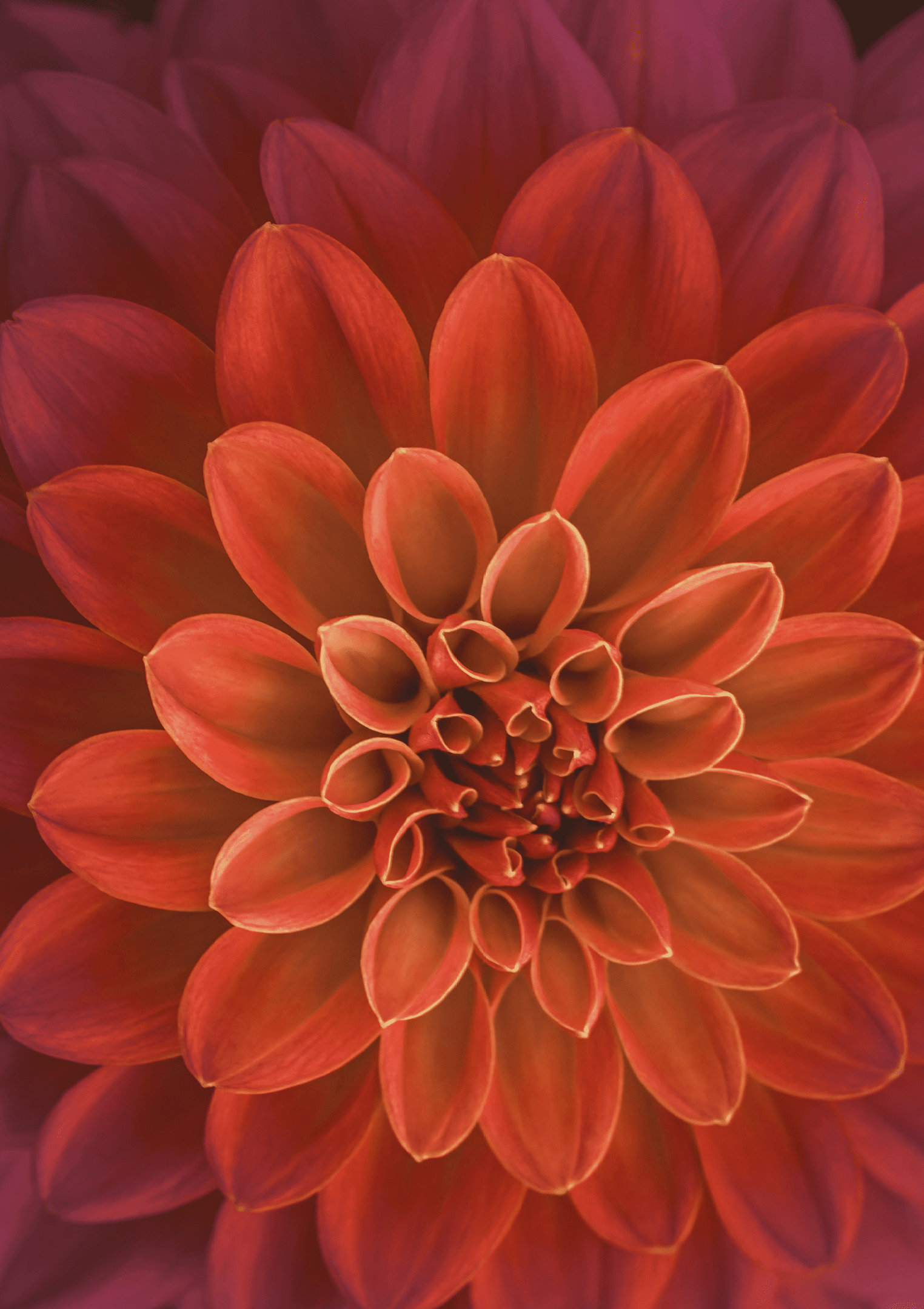 Pink and purple dahlia petals macro, floral abstract background. Close up of flower dahlia for background, Soft focus.