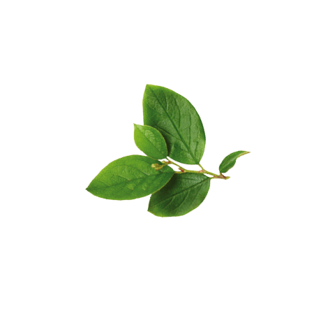 Twig with green leaves isolated on white