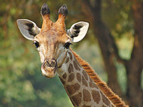 Portrait of head and neck of young giraffe