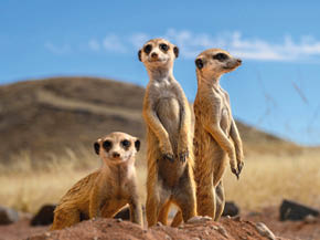 Stokstaartje (meerkat) in Namibia (namib dessert, Kanaan Desert retreat