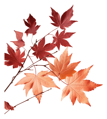 PNG Backgrounds autumn maple plant transparent background