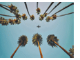 View of palm trees, sky and aircraft flying