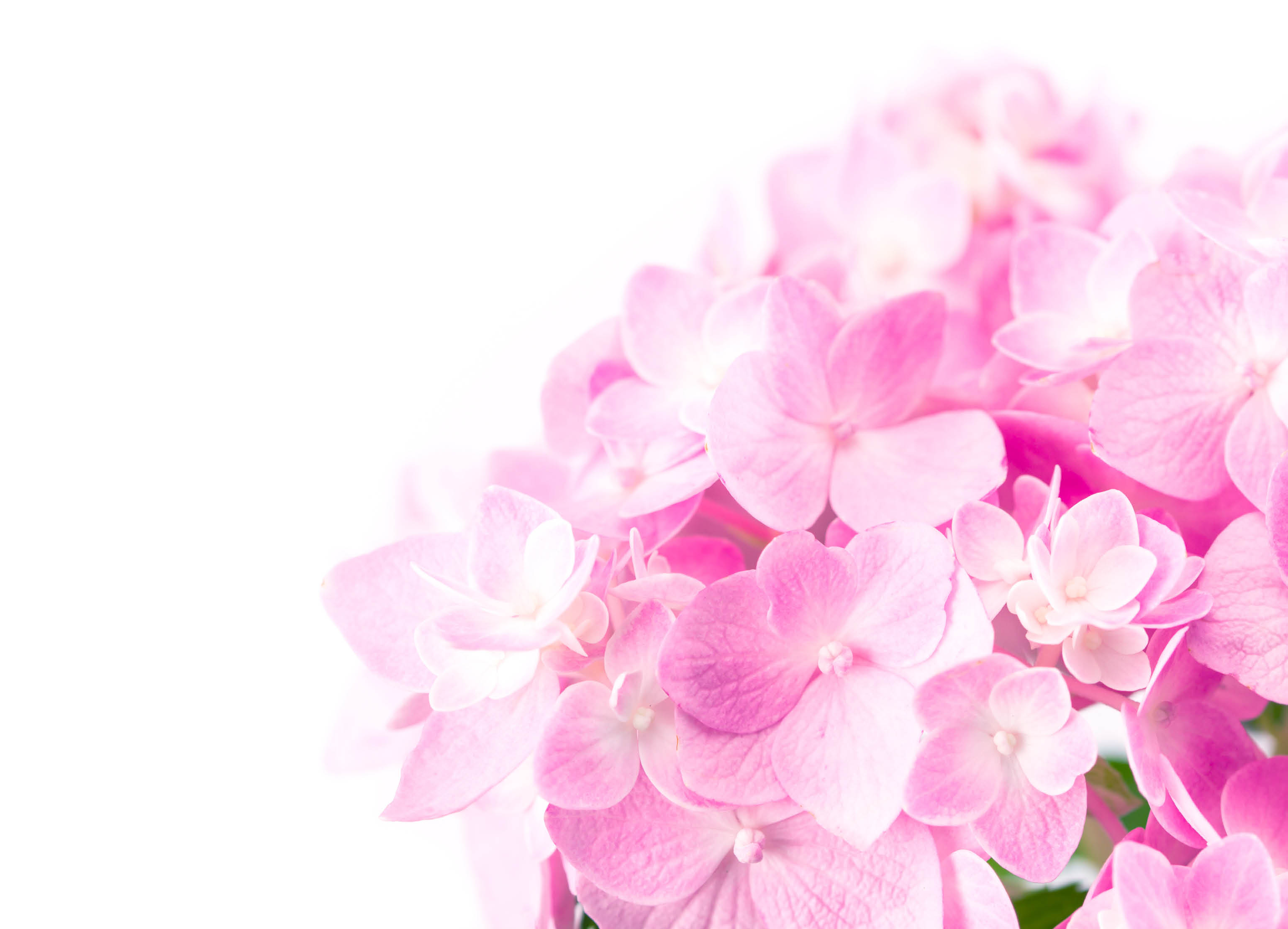 the sweet pink hydrangea flowers on a white background , selective focus