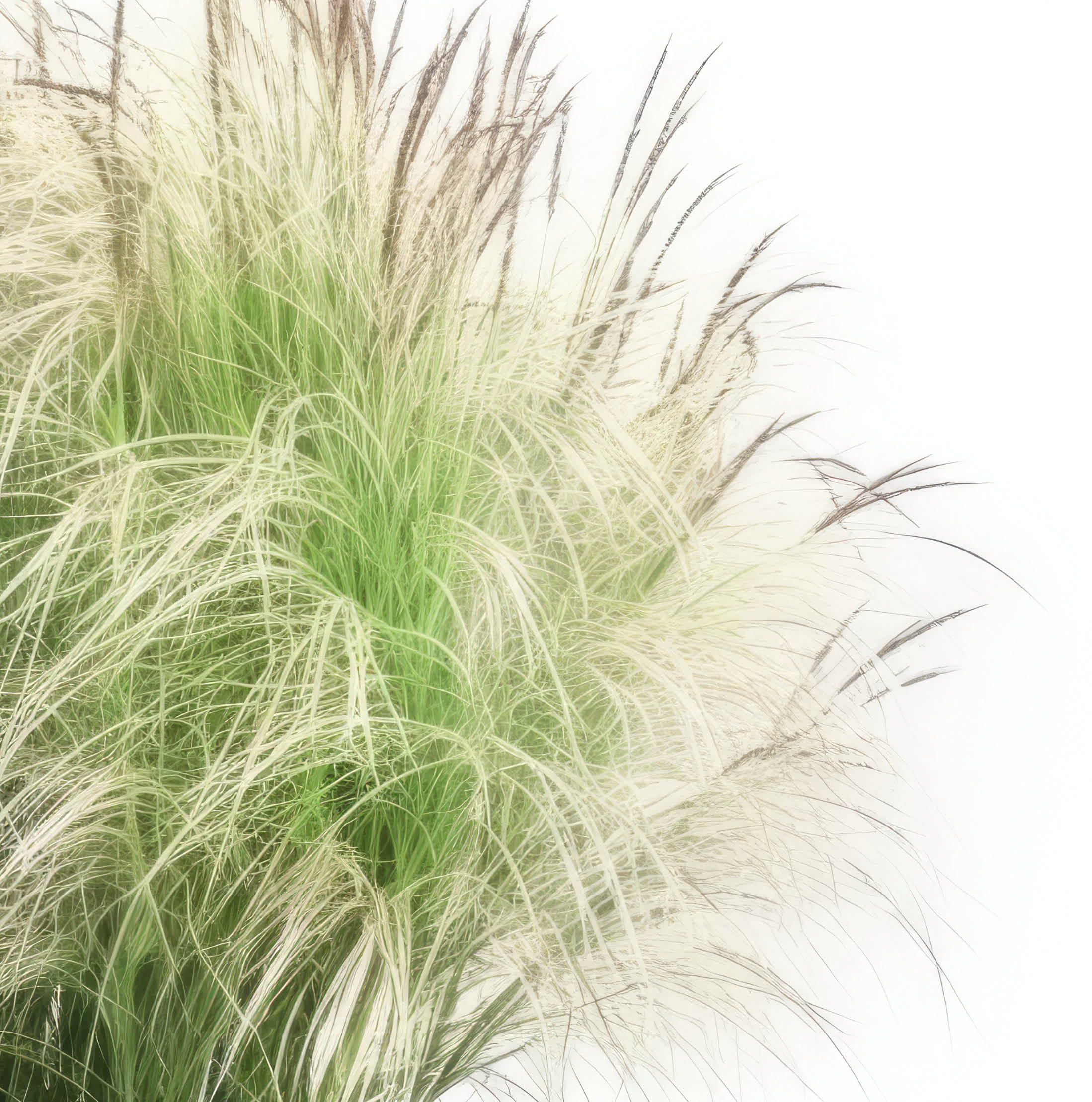 Nature's artwork unfolds in the meadow as Miscanthus sinensis dances in the wind, a soft, feathery spectacle.