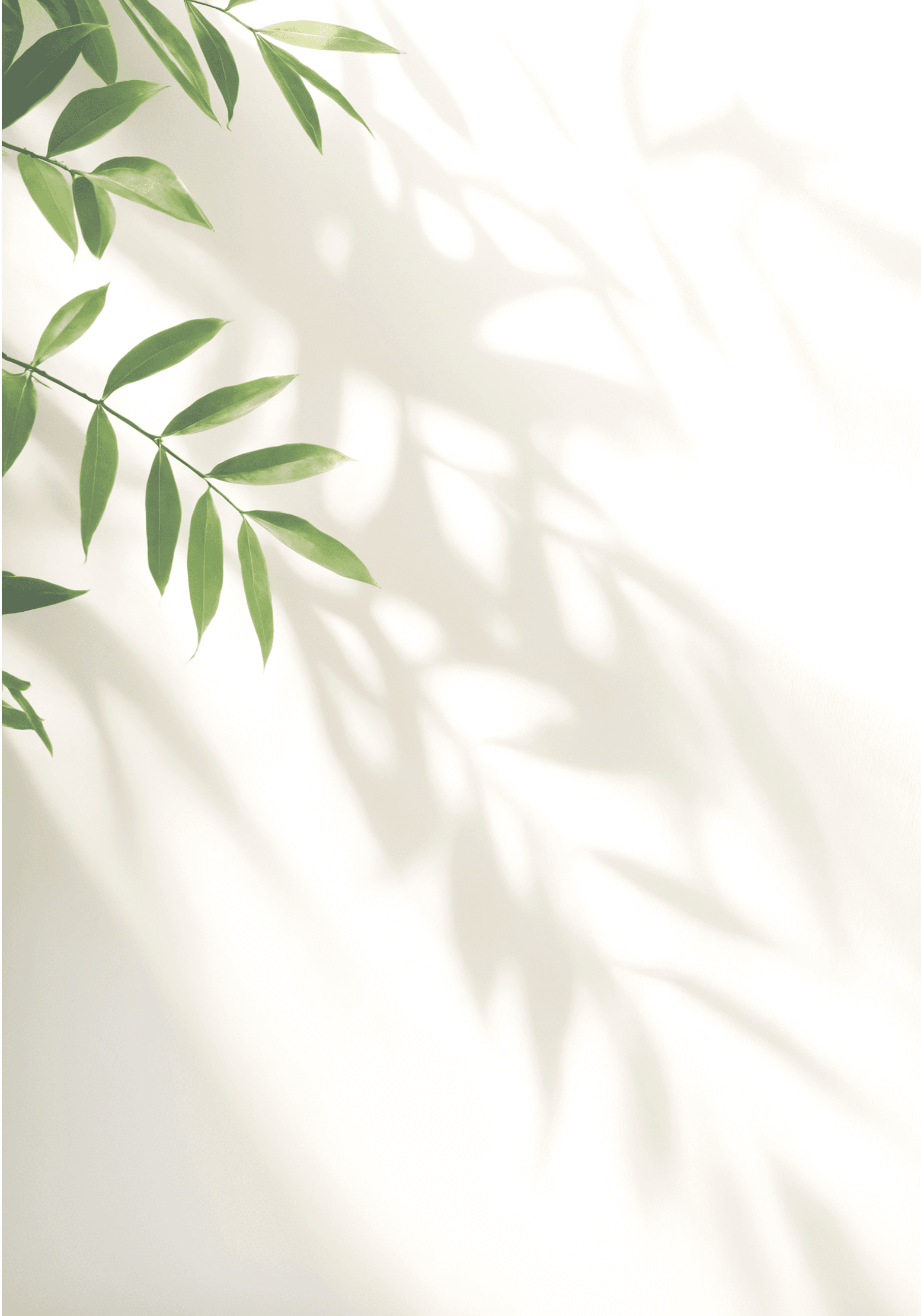 Minimalistic light background with blurred foliage shadow on white wall. Beautiful background for presentation. for text here