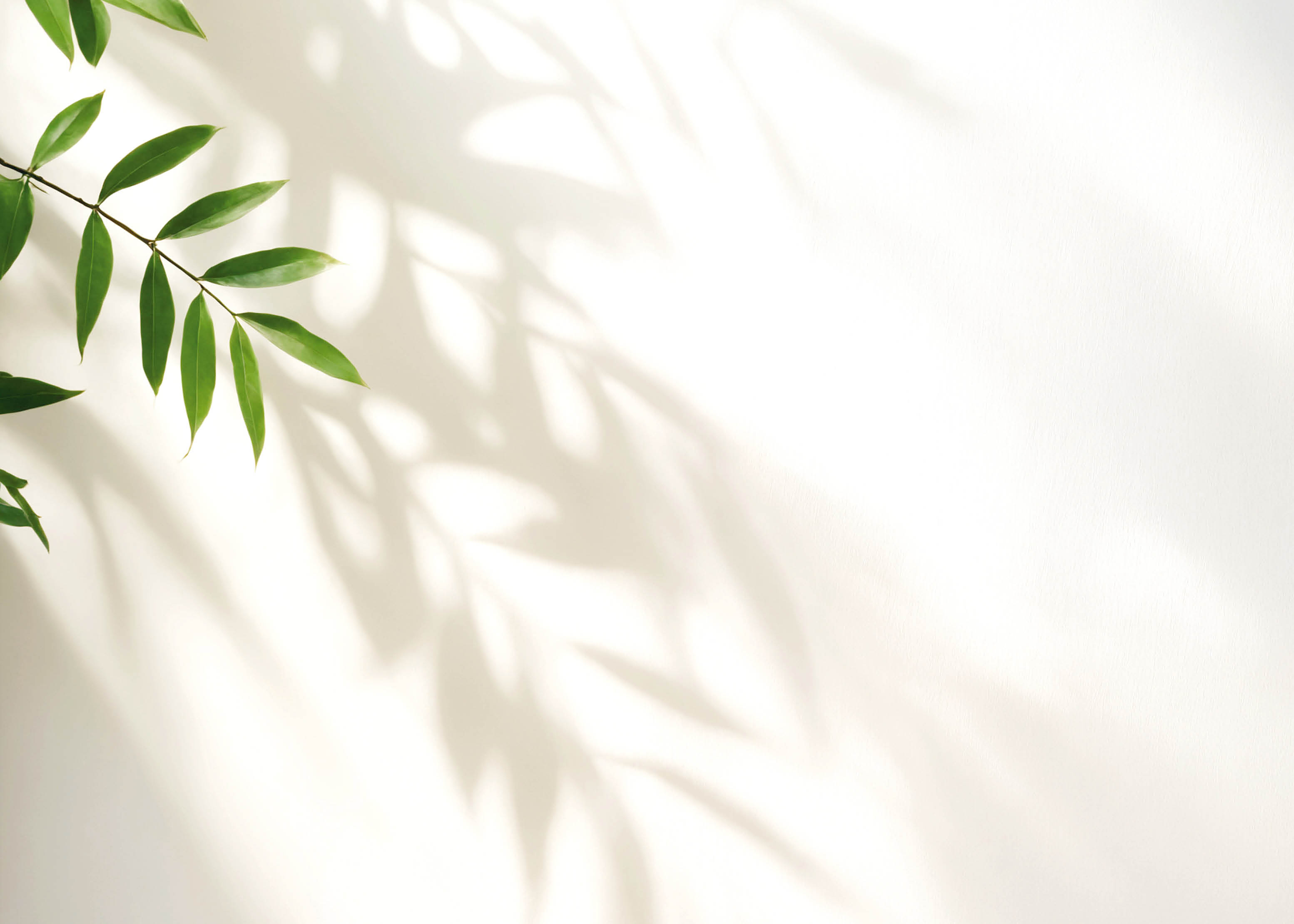 Minimalistic light background with blurred foliage shadow on white wall. Beautiful background for presentation. for text here