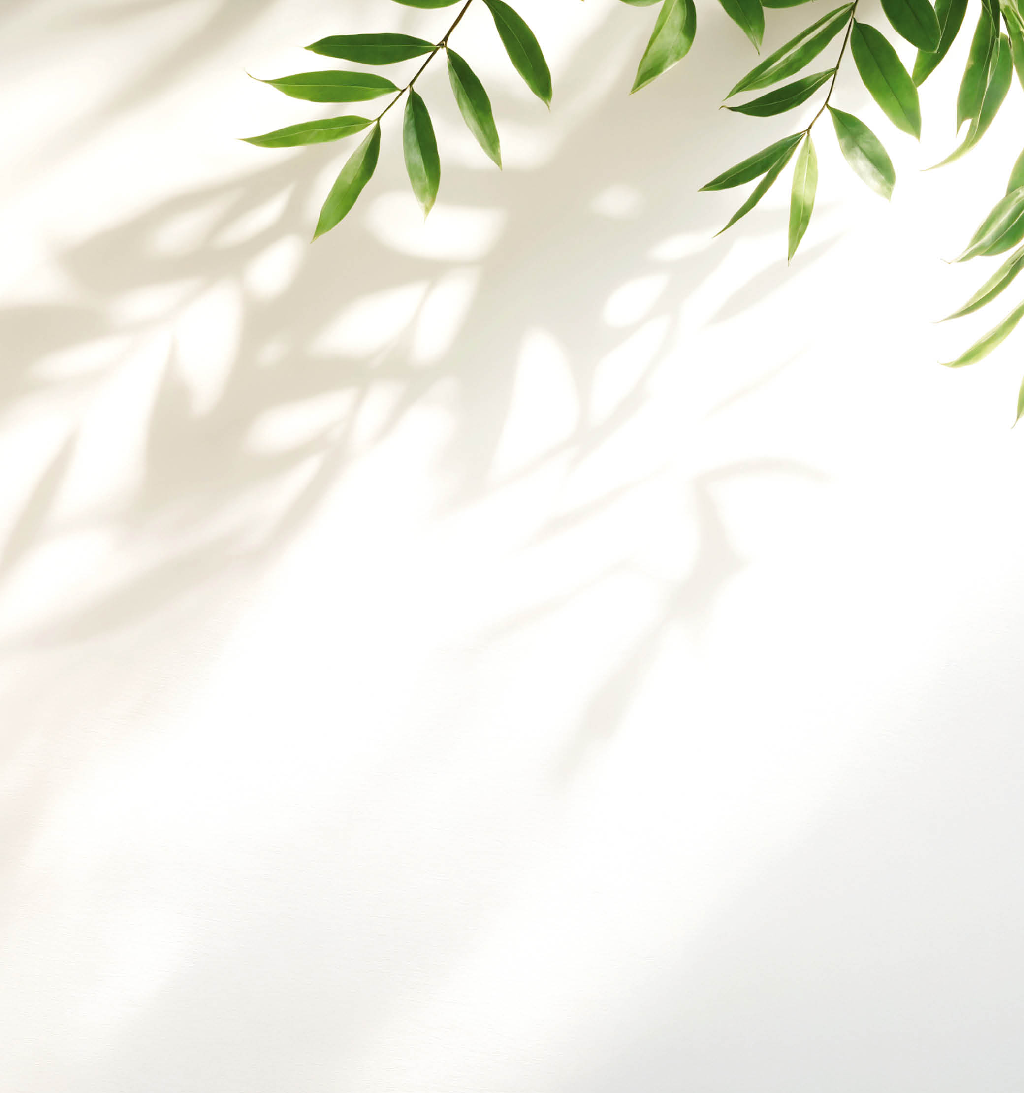 Minimalistic light background with blurred foliage shadow on white wall. Beautiful background for presentation. for text here