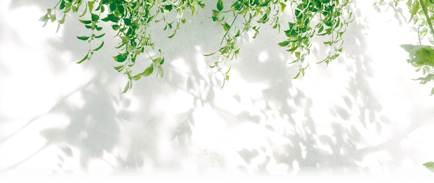 Natural leaves shadow background of tree branch falling on white concrete wall texture for background, black and white monochrome tone