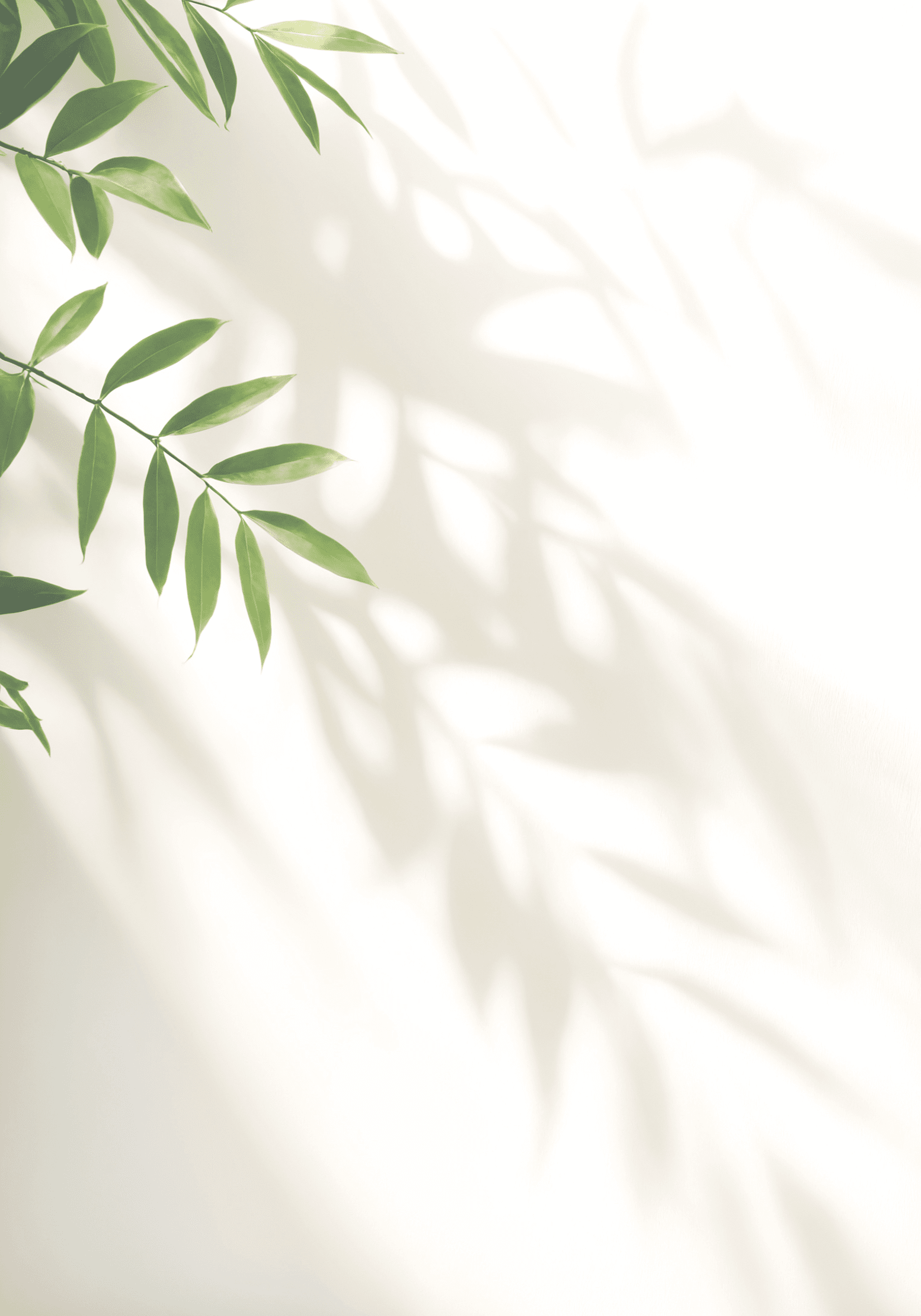 Minimalistic light background with blurred foliage shadow on white wall. Beautiful background for presentation. for text here