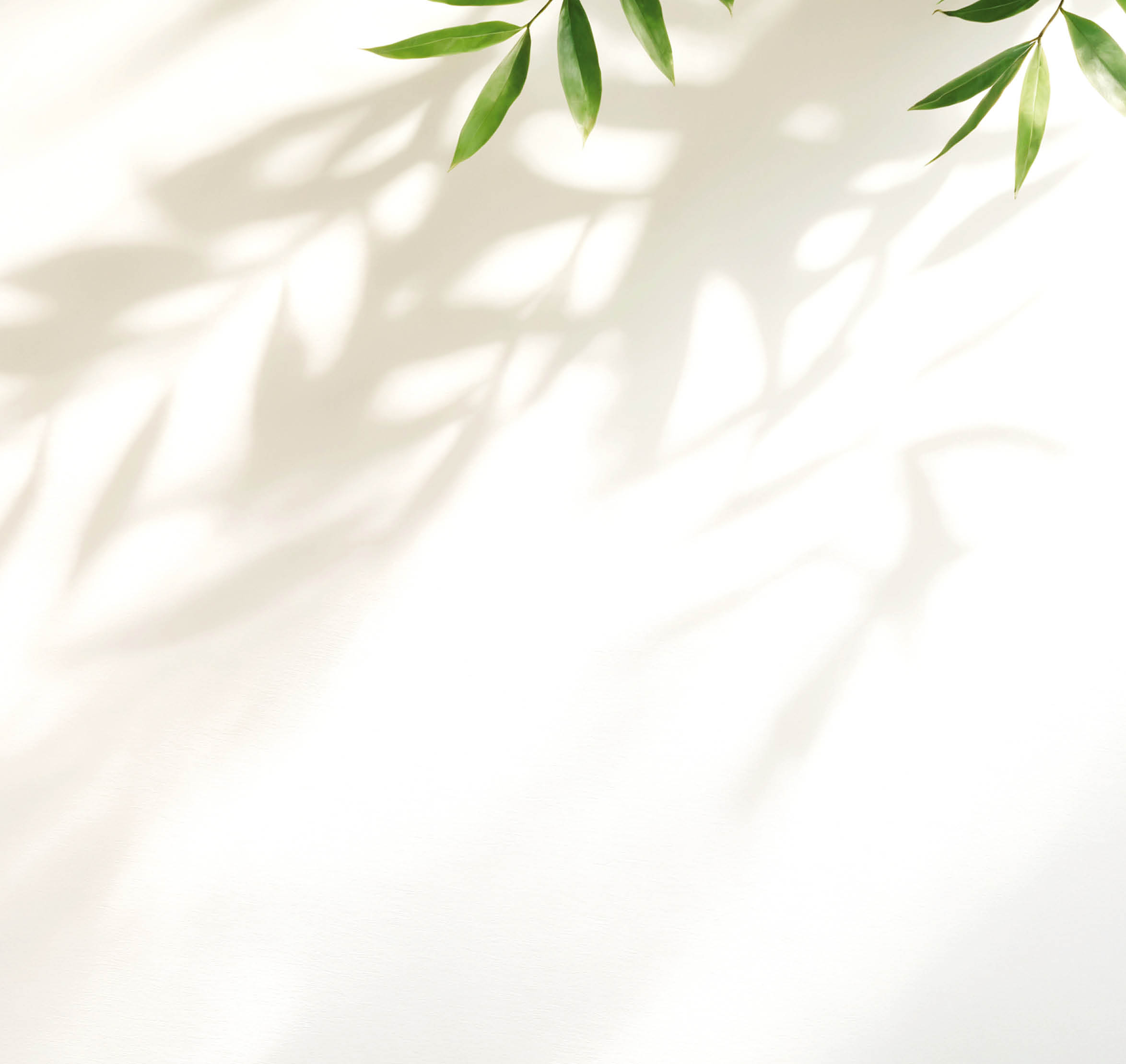 Minimalistic light background with blurred foliage shadow on white wall. Beautiful background for presentation. for text here