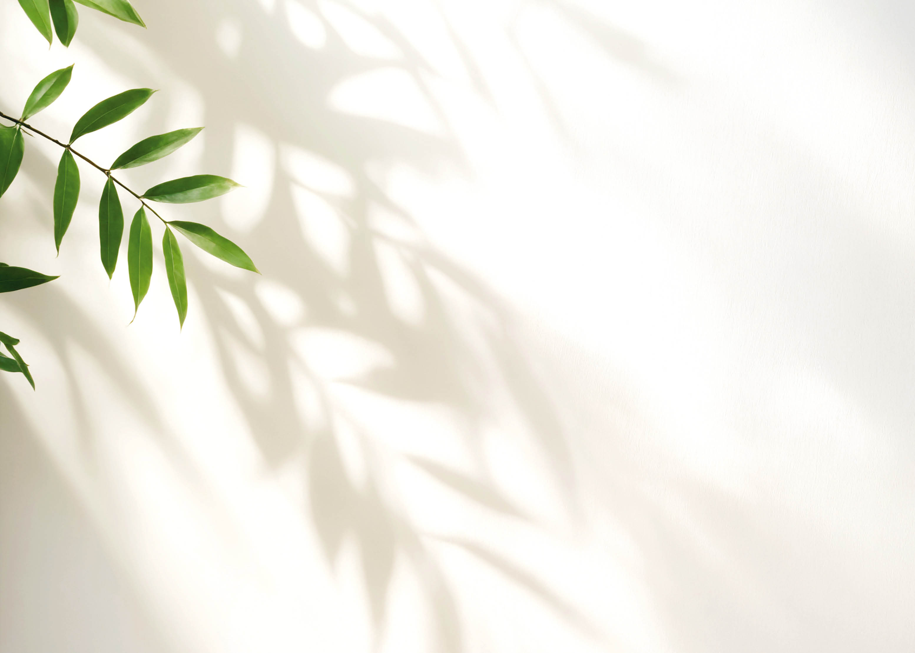 Minimalistic light background with blurred foliage shadow on white wall. Beautiful background for presentation. for text here