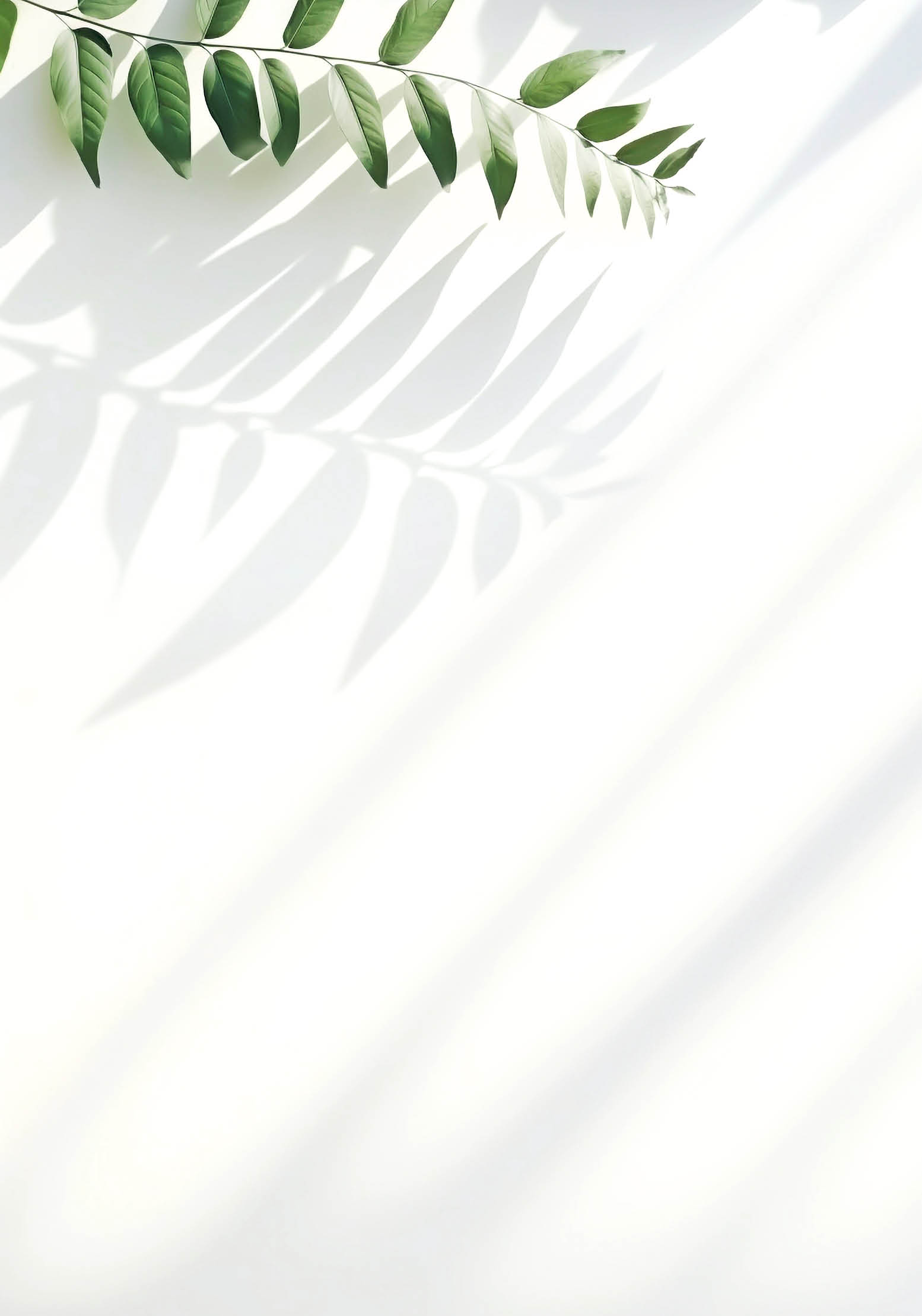 Blurred shadow of plant leaves on the white wall background