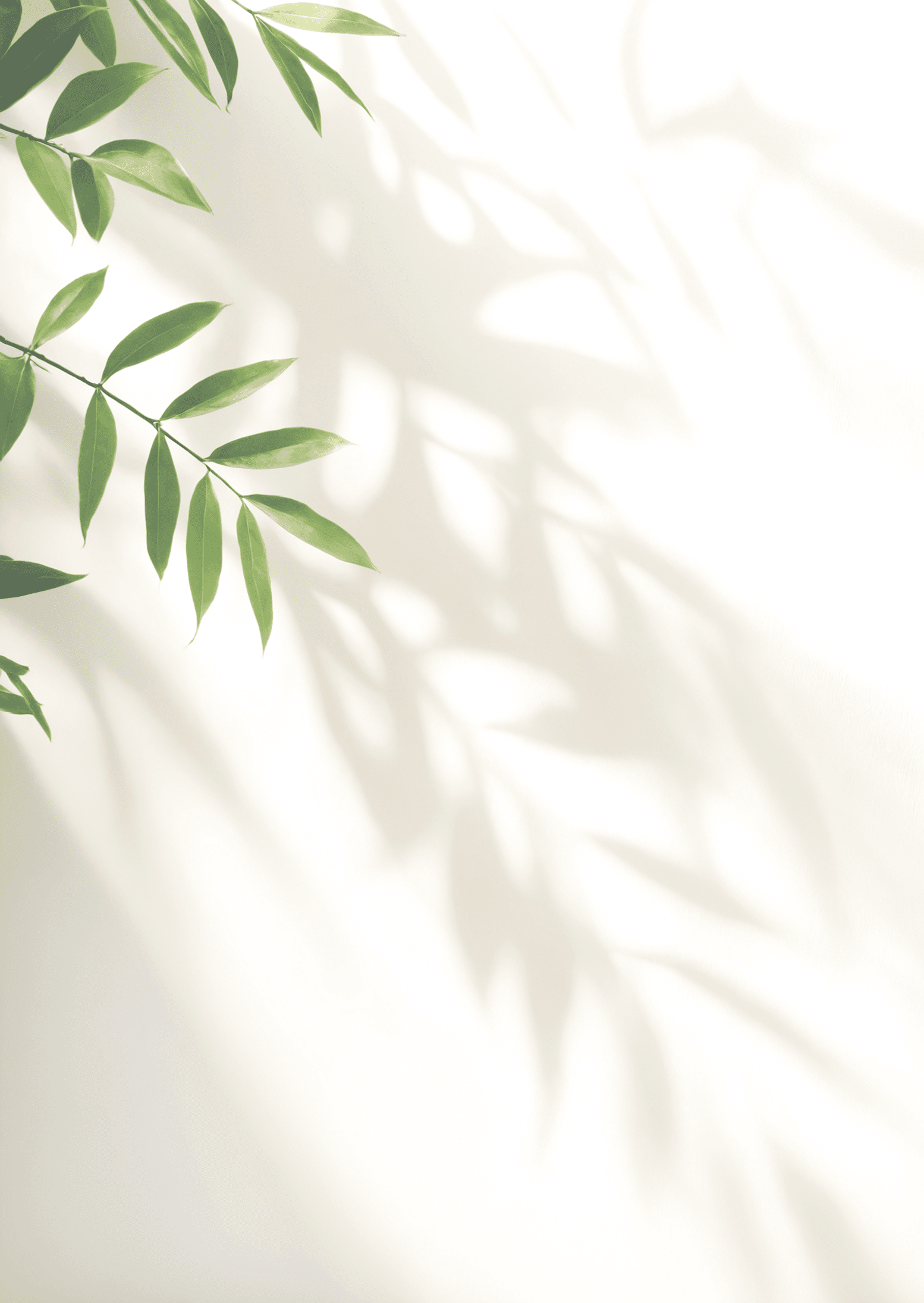 Minimalistic light background with blurred foliage shadow on white wall. Beautiful background for presentation. for text here